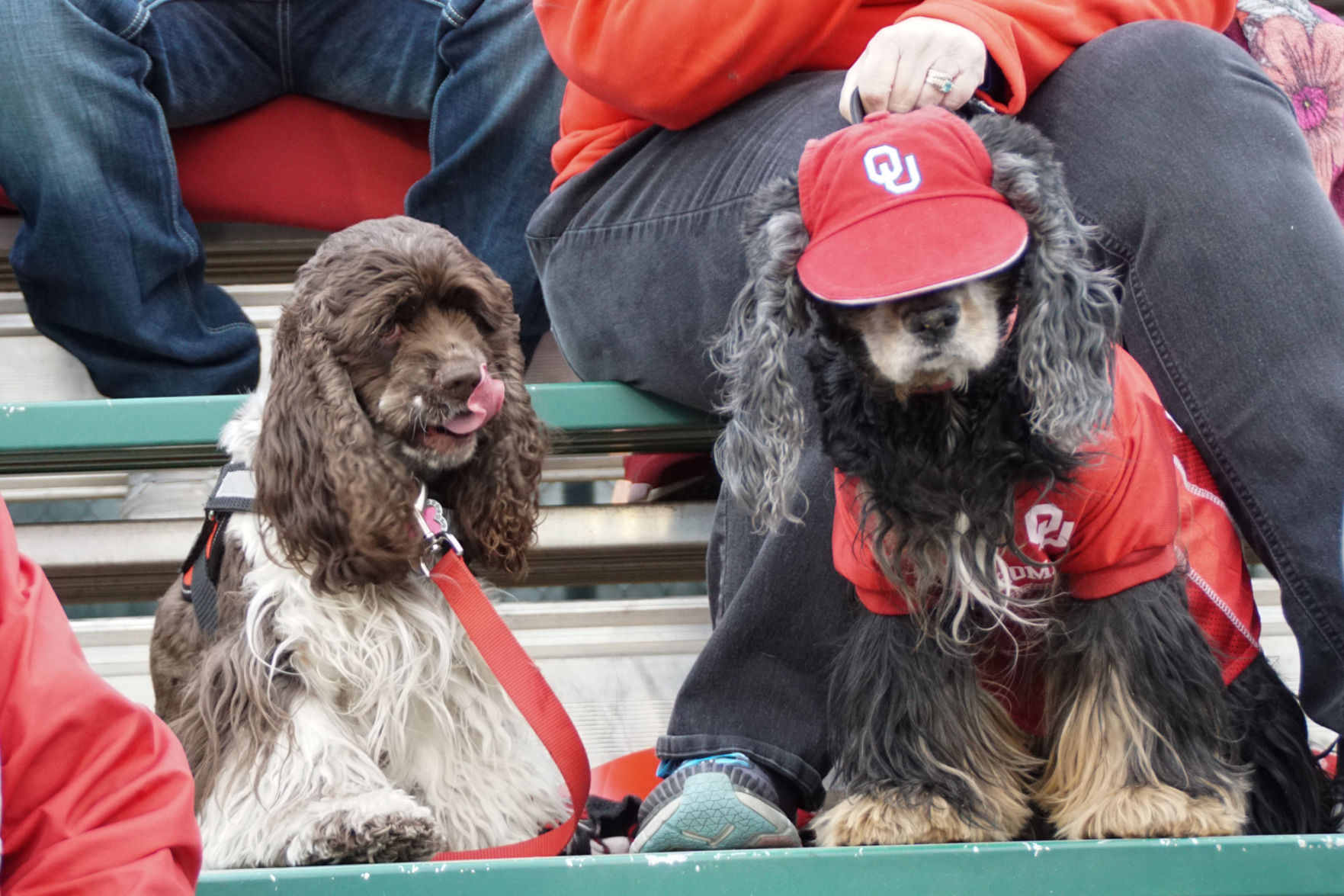 Bark in the Park